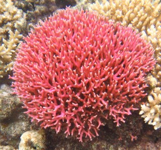 Red coral sphere off Treasure Island