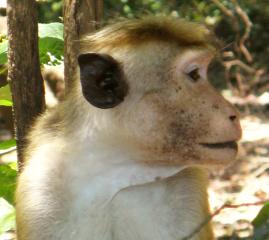 A Red Faced Macaque, Yala National Park