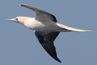 An adult Red Footed Booby off Madagascar