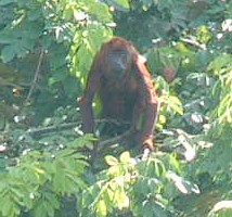 A red howler monkey stands up to check out the crazy humanoids in the boat below him.