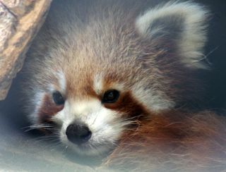Endangered Red Panda of the Himalayan forest