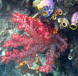 Red soft corals and bright tunicates are common in Raja Ampat.