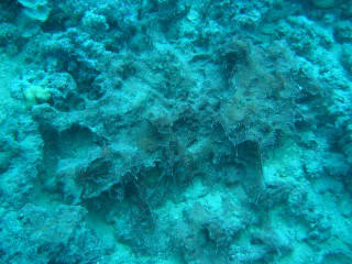 A sponge about 40 feet deep, looking rather boring in ambient light