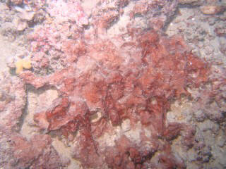 The same sponge, photographed this time with the strobe, reveals its bright red color!
