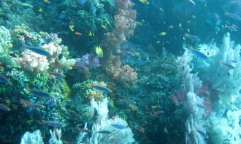 A palette of color on Whale Rock, Raja Ampat