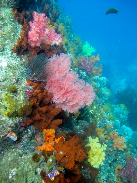 Underwater biodiversity is fantastic