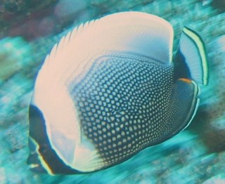 Reticulated ButterflyFish