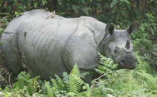 Asian one-horned rhinoceros, Jaldapara Wildlife Preserve, India