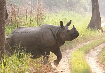 Asian rhino inside Chitwan NP