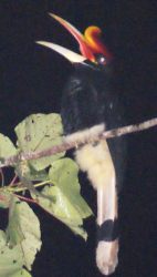 Rhinoceros Hornbill, calling.  Borneo
