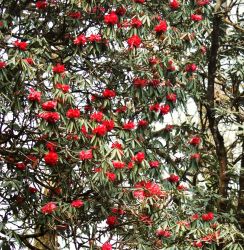 Rhododendrons in Himalaya, Darjeeling, India