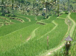 Beautiful intricately terraced rice paddies
