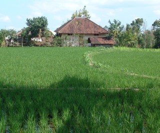 Rice fields of highland Lombok.