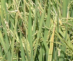 Close-up of rice plants growing