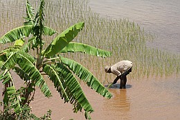 Rice planting in Madagascar