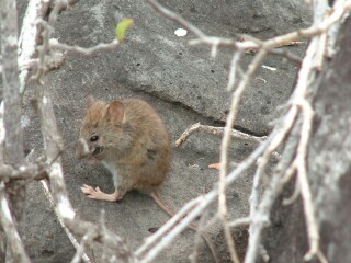 These advenurous little mammals are commonplace on Santa Fe Island.