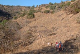 Hiking into the hills on Rinca