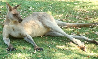Eastern Grey Kangaroo lounges in the shade out of the mid-day sun