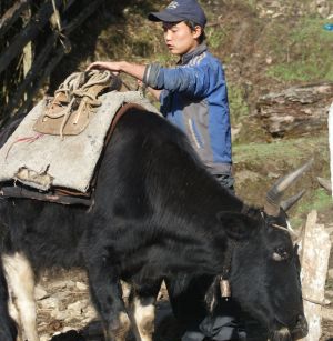 Young yak man saddles his tzo, Sikkim, India