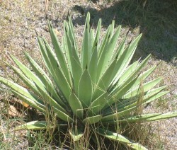 The common Aloe