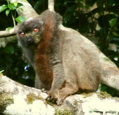 Female Sanford's Lemur in northern Madagascar
