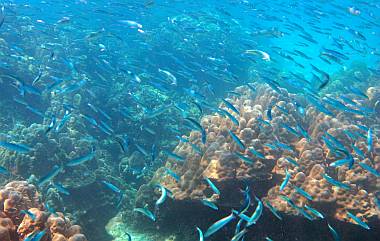 Schooling fish and bright coral abound at Ko Rok