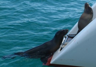 Two sea lions play king of the sugar scoop on Ocelot