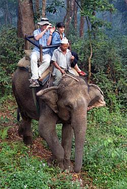 Chitwan elephant safari