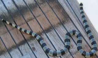 The Banded Sea Krait's bite is deadly. Luckily they are very docile