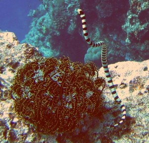 Sea snakes were pretty common in Tonga