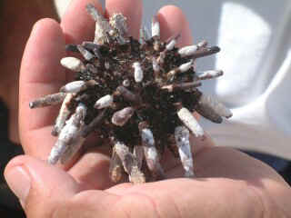 Pencil-spined Urchin may not be sharp, but still not one to tread on.