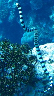 Seasnake and Crinoid