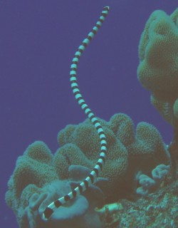 Sea snakes are poisonous, but very shy