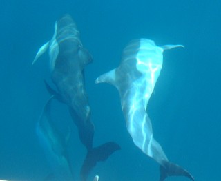 Side and belly view of Short-Beaked Common dolphins