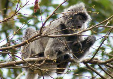 "Oh, delicious leaf," said the Silver Langur at Bako Park