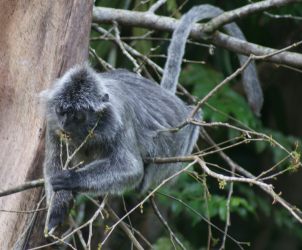 A Silver Leaf Monkey strips a young leaf from a branch. Yum.!