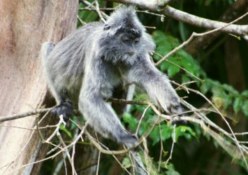 A Silver Langur reaches for leaves, Bako National Park, Borneo