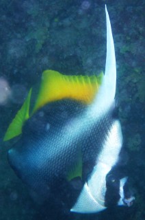 The Singular Bannerfish