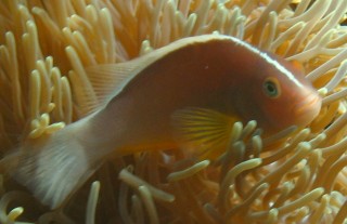 Pretty fish, yucky name. Skunk Anemonefish