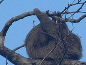 Slothfully hanging around with its head hidden