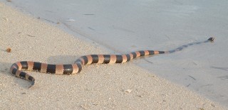 A deadly banded sea kraite enters the water from Ndue Island.