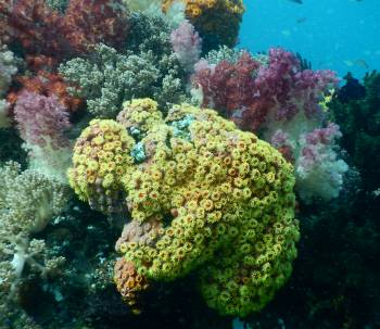 Soft corals are often very colorful