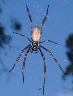 A large web weaving spider