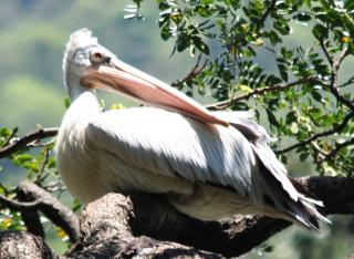 Spot-Billed or Gray Pelican, Kandy Lake
