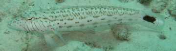 A Spot Tail Sandperch rests on the sand