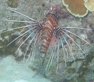 The Spotfin Lion Fish has highly poisonous spines