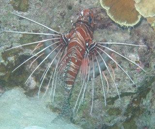 Spotfin lionfish, shot by Chris, under a ledge about 25 feet down.