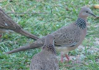 Spotted doves were common on Likuri Island, Fiji