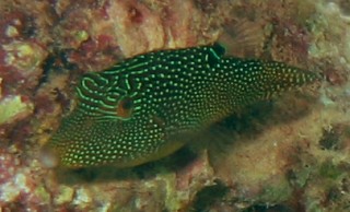  Spotted Toby Canthigaster solandri