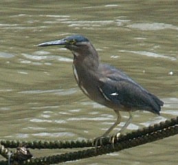 A Striated Heron on mooring lines, Brisbane River